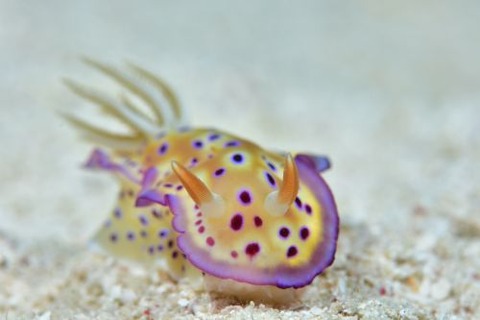 オトヒメウミウシ