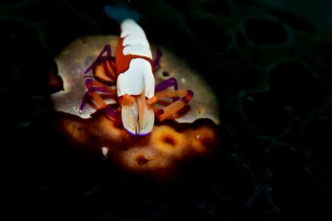 ウミウシカクレエビ