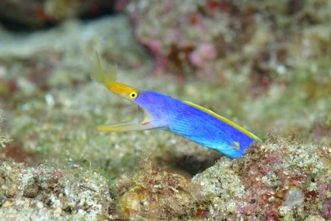 ハナヒゲウツボ