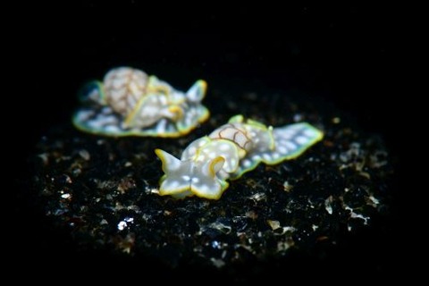 ワタユキシボリガイ