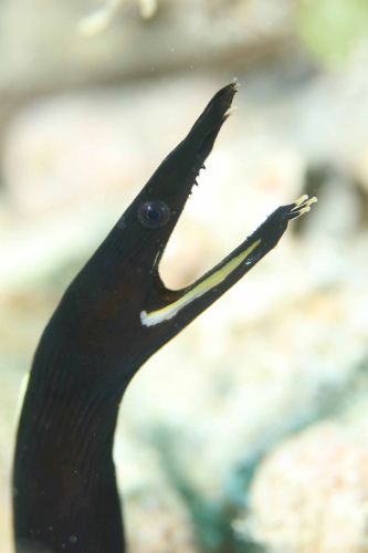ハナヒゲウツボ