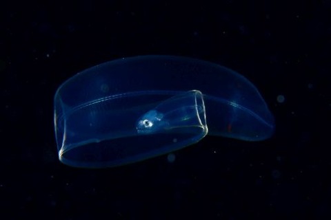 刺激的な水中生物