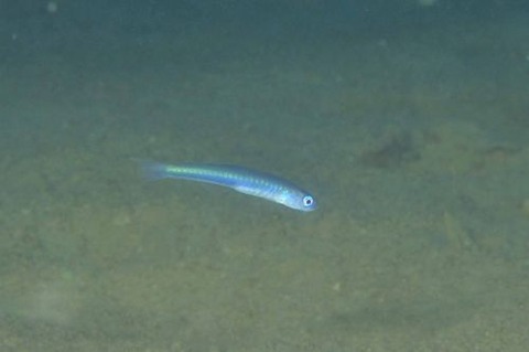タンザクハゼ属の1種