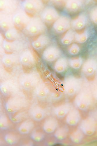 セボシウミタケハゼ