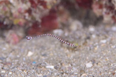 オイランヨウジ