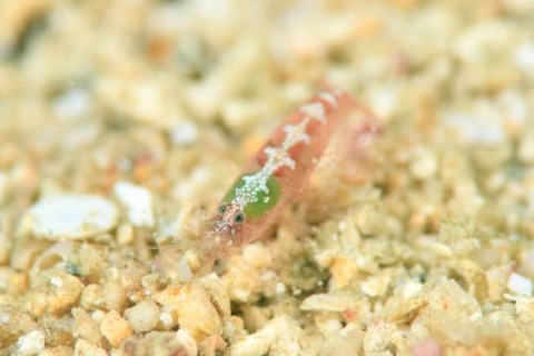 トゲテッポウエビ