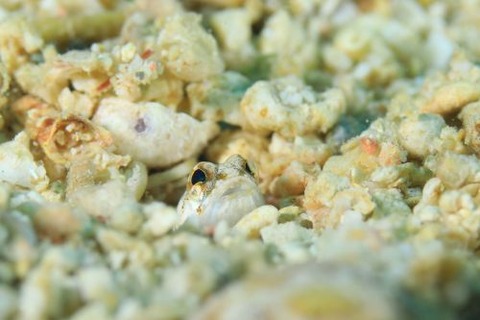 アゴアマダイ属の1種