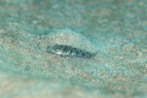 ゼータサルハゼ