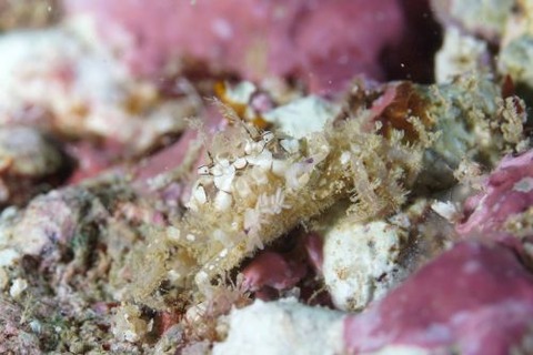 ヒメキンチャクガニ