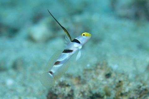 ヒレナガネジリンボウ