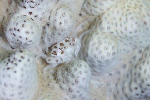 トサカガザミ属の1種