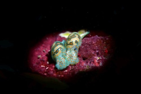 ミガキブドウガイ