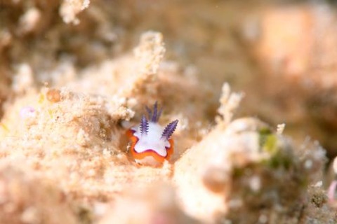 フジナミウミウシ