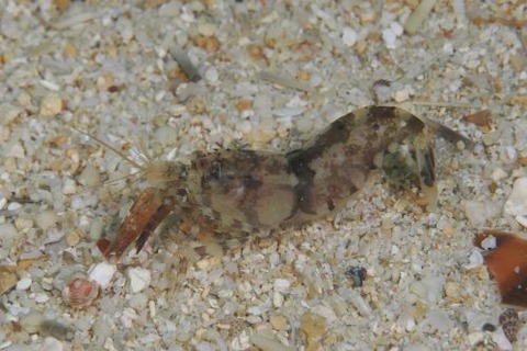 テッポウエビ科の1種