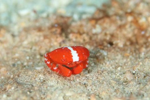 オウギガニ科の1種