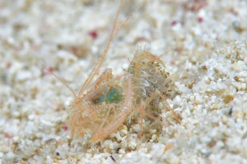 サンゴヒメエビ