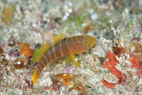 シライトベンケイハゼ