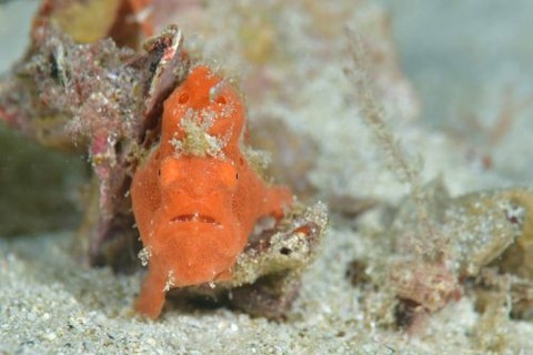 オオモンカエルアンコウ