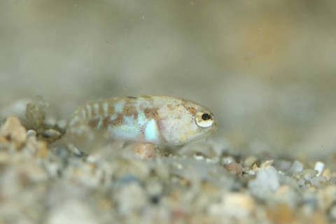 アゴアマダイ属の1種