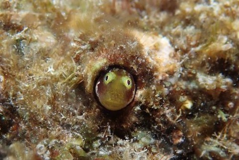 シシマイギンポ