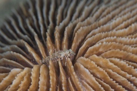 ヘビギンポ科の1種