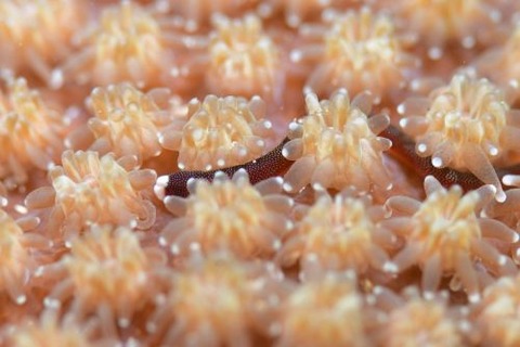 チンヨウジウオ