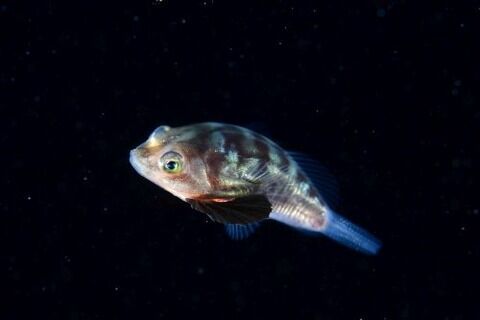 オオクチヌメリ