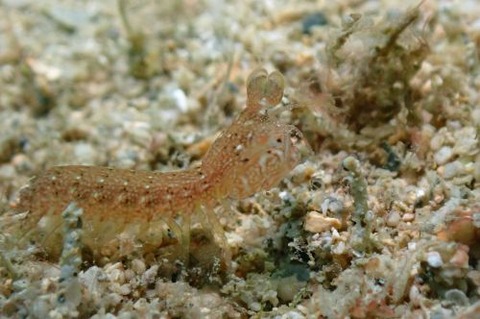 シャコのなかま