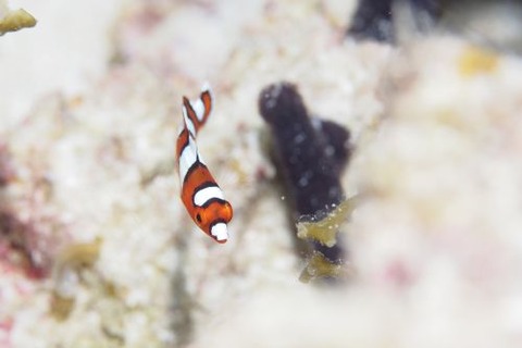 ツユベラ