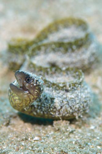 ウツボ科の1種