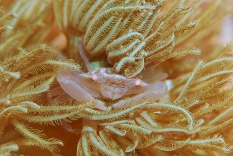 ツヤトサカガザミ