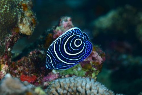 タテジマキンチャクダイ