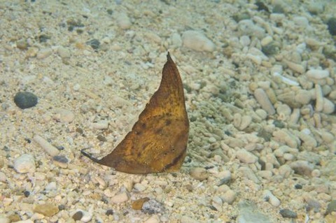 ナンヨウツバメウオ