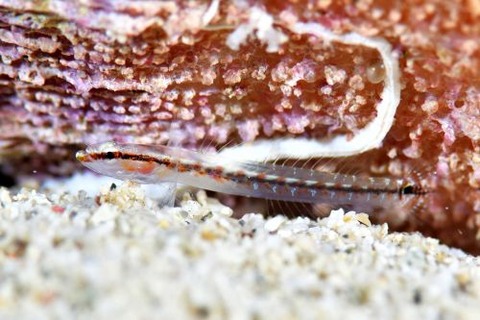 コモンヤナギハゼ