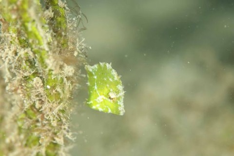 セダカカワハギ