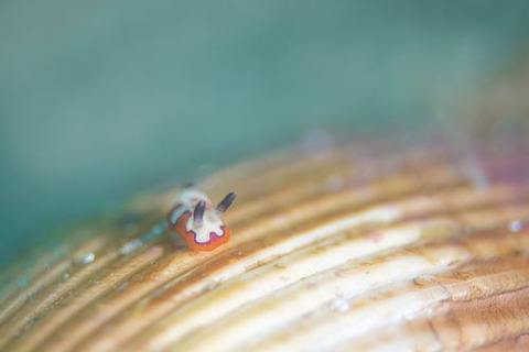 フジナミウミウシ