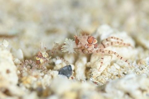 キンチャクガニ