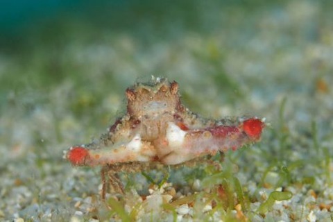 ヒシガニ科の1種