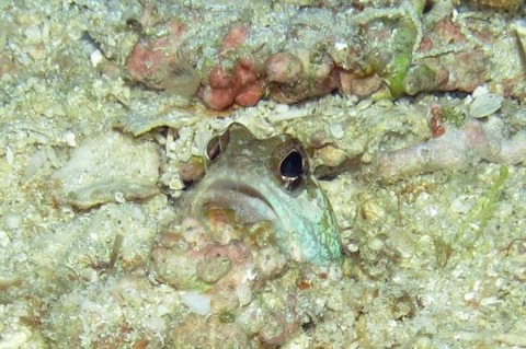 アゴアマダイ属の1種