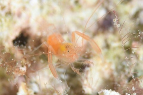 ベニマトイサンゴヒメエビ