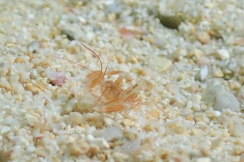 サンゴヒメエビ