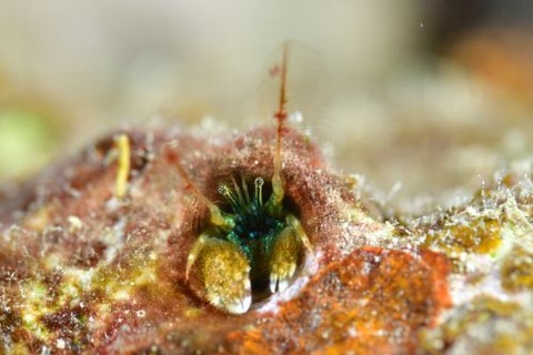 カンザシヤドカリ属の1種