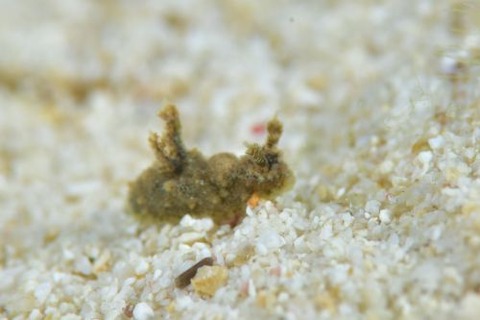 フジタウミウシ科の1種