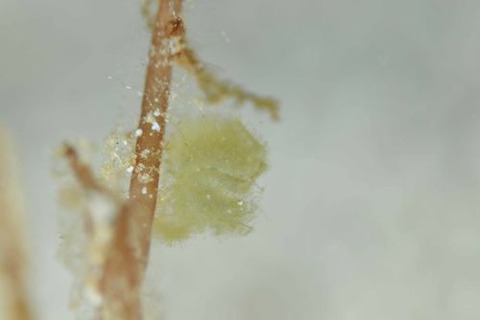 フィコカリス・シムランス