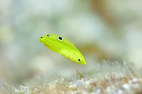 コガネキュウセン