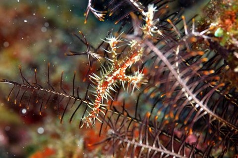 ニシキフウライウオ