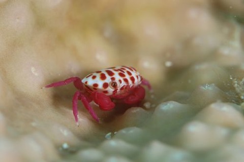 オウギガニ科の1種