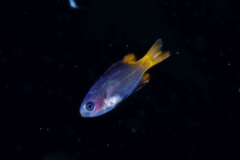 刺激的な水中生物