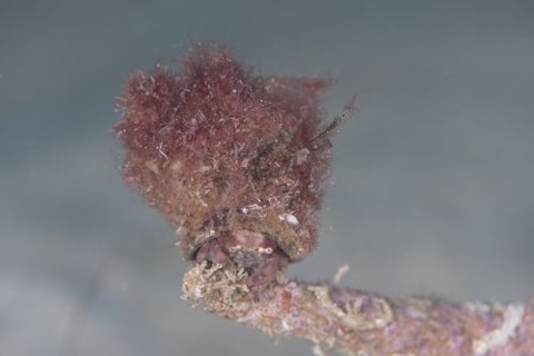 カイカムリ科の1種