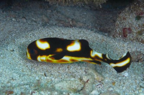 ムスジコショウダイ